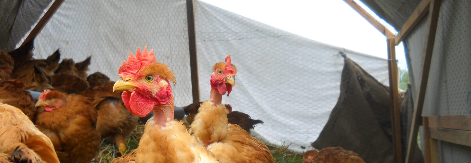 La ferme de Lardalié